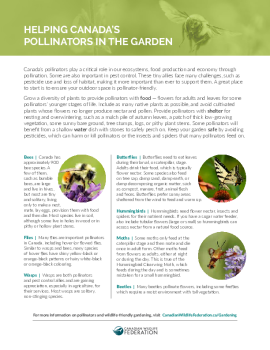 Helping Canada's Pollinators in the Garden