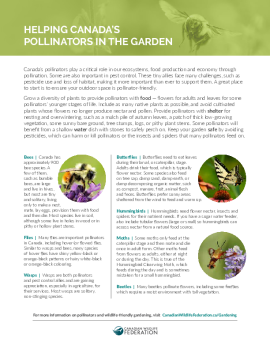 Helping Canada's Pollinators in the Garden