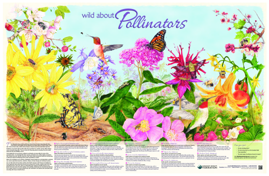 Wild About Pollinators