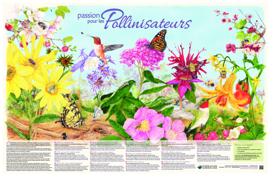 Passion pour les pollinisateurs