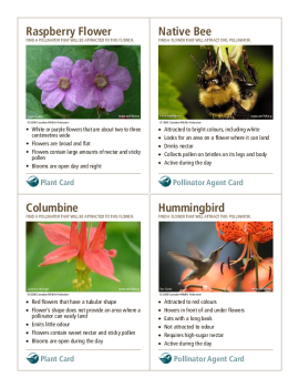 Plant and Pollinator Agent Cards
