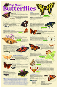 Wild About Butterflies Poster