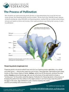 The Process of Pollination