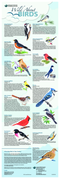 Wild About Birds Poster