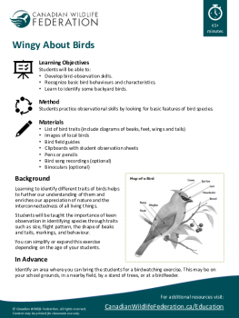 Wingy About Birds