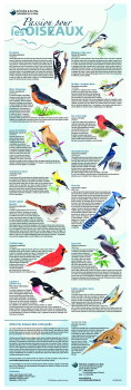 Passion pour les oiseaux