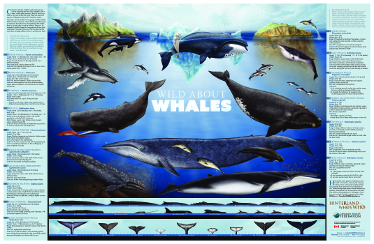 Wild About Whales Poster