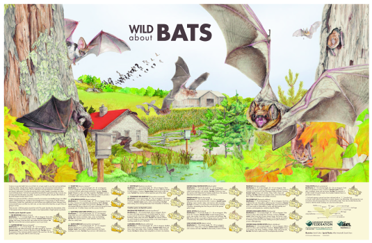 Wild About Bats Poster