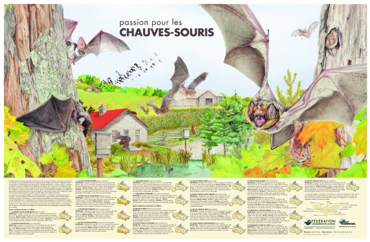 Passion pour les chauves-souris