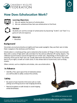How Does Echolocation Work?