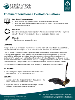 Comment fonctionne l’ écholocalisation?