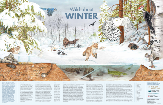 Wild About Winter Poster