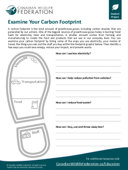 Examine Your Carbon Footprint