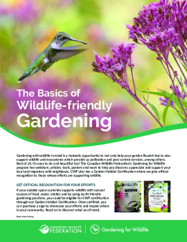 The Basics of Wildlife-friendly Gardening