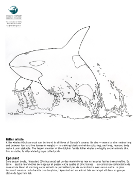 Killer Whale |  Orque