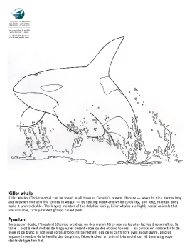 Killer Whale |  Orque