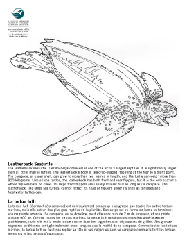 Leatherback Seaturtle | La Tortue Luth