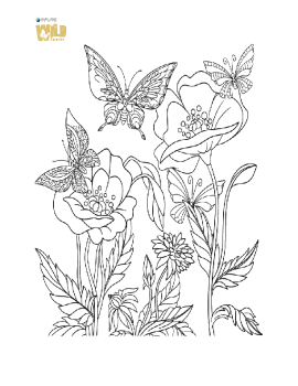 Butterfly Colouring Page