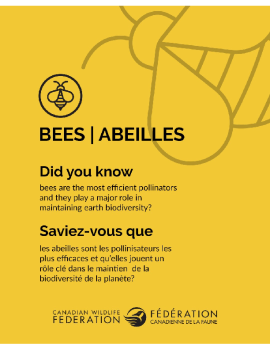 Bees - Abeilles Flyer