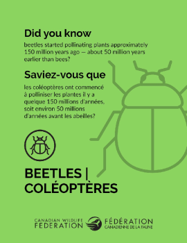 Beetles - Coléoptères