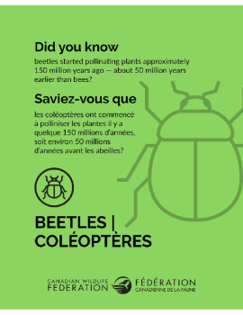 Coléoptères - Beetles