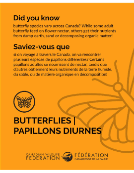 Butterflies - Papillons Diurnes