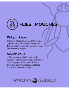 Flies - Mouches