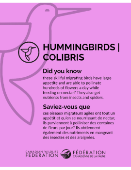 Hummingbirds - Colibris