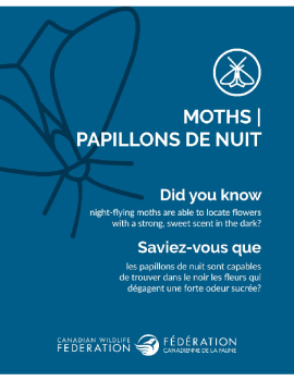 Papillons de nuit - Moths