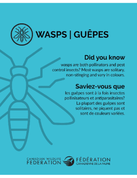 Waspes - Guêpes